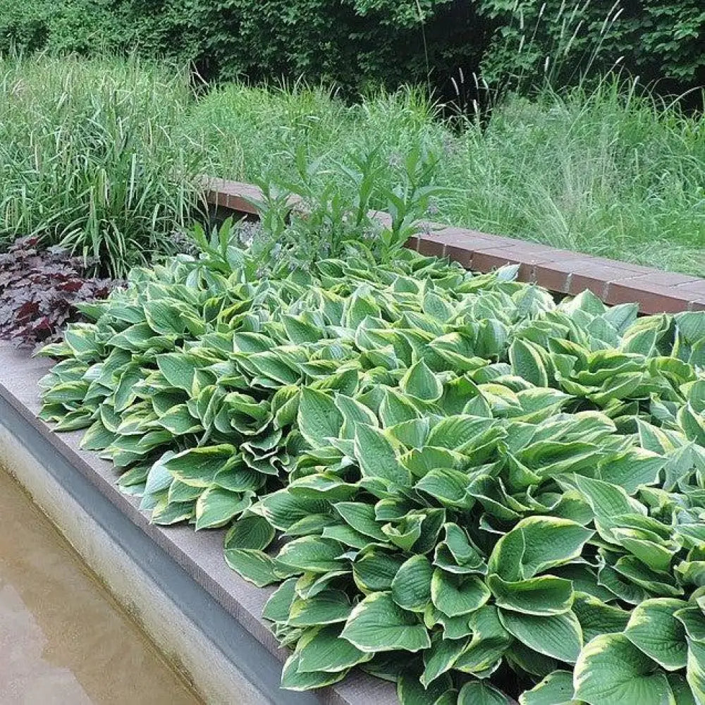 First Frost Hosta Perennial