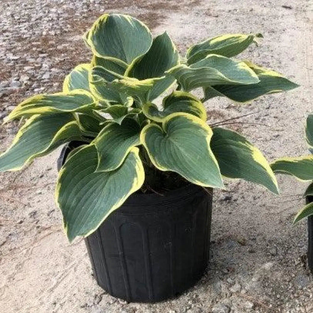 First Frost Hosta Perennial