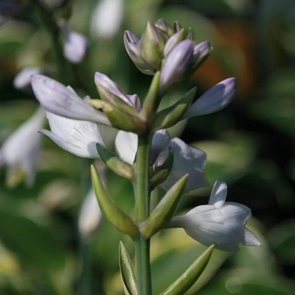 First Frost Hosta Perennial