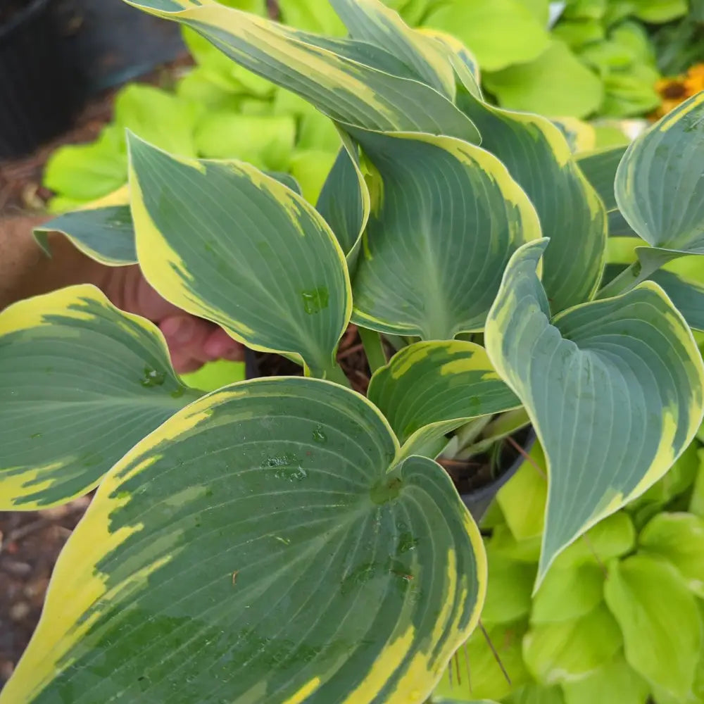 First Frost Hosta Perennial