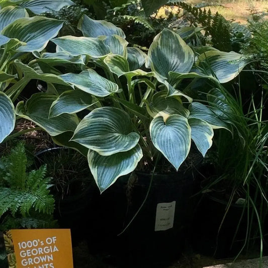 First Frost Hosta Perennial