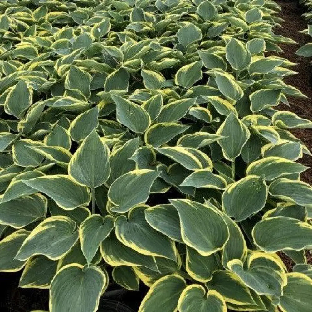 First Frost Hosta Perennial