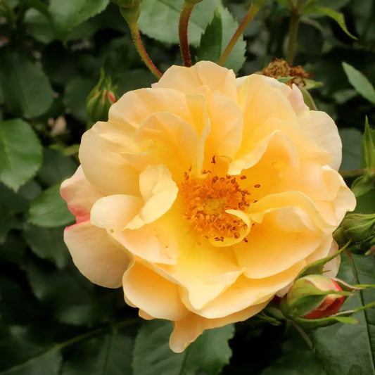 Flower Carpet® Amber Rose 2 GALLON Shrub