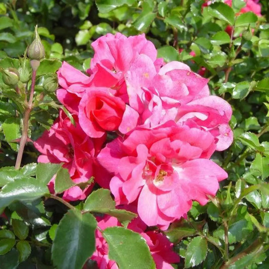 Flower Carpet® Pink Rose 2 GALLON Shrub