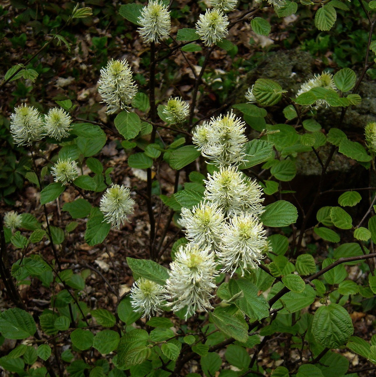Fothergilla major  - Mountain Witch-alder, Tall Fothergilla