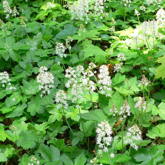 Foam Flower 1 GALLON Perennial