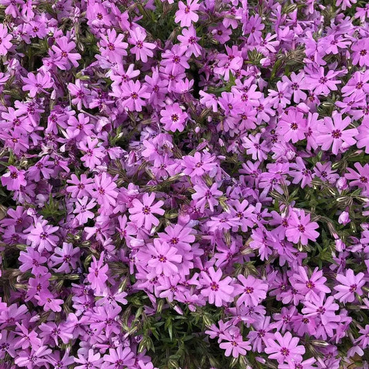 Fort Hill Creeping Phlox 1 GALLON Perennial