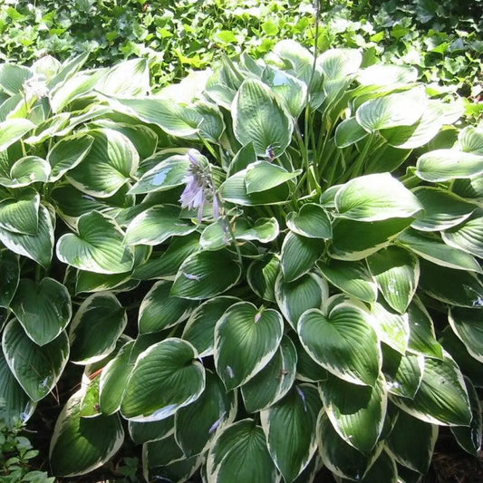Francee Hosta Perennial