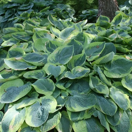 Frances Williams Hosta 1 GALLON Perennial