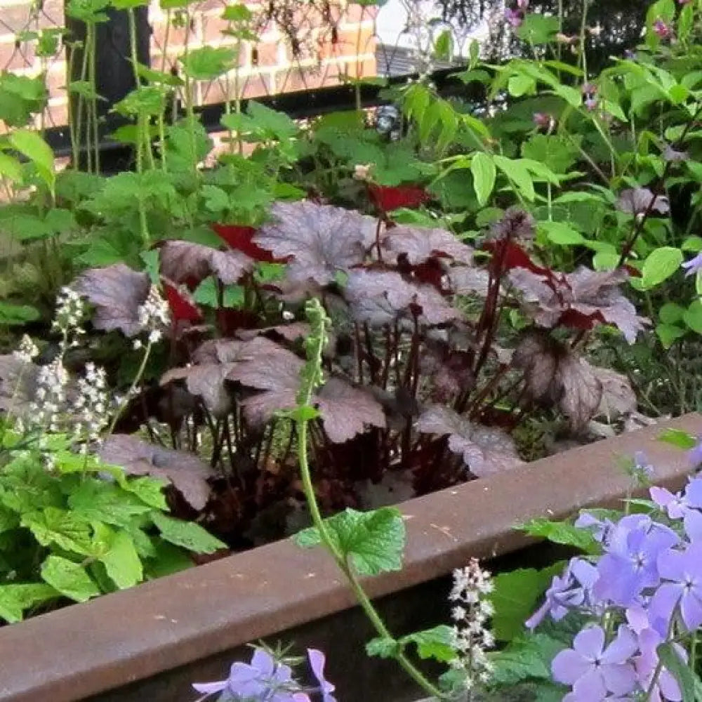 Frosted Violet Coral Bells 1 GALLON Perennial