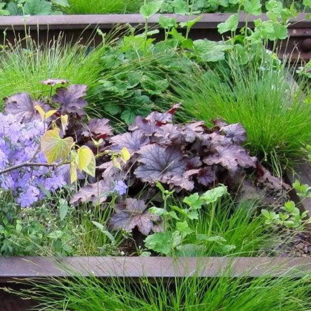 Frosted Violet Coral Bells 1 GALLON Perennial