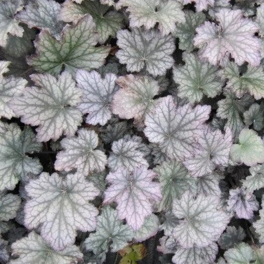 Frosted Violet Coral Bells 1 GALLON Perennial