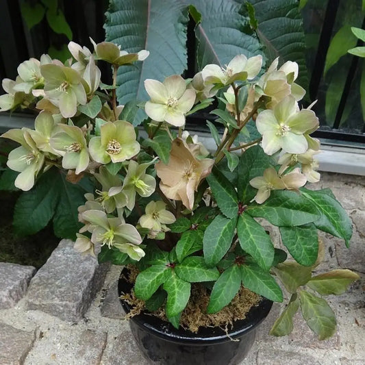 FrostKiss™ Molly’s White Lenten Rose Perennial