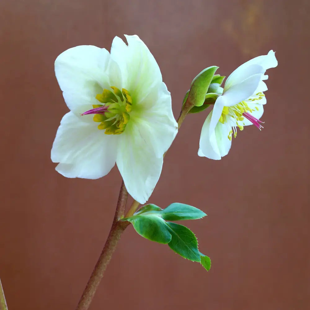 FrostKiss™ Molly’s White Lenten Rose Perennial