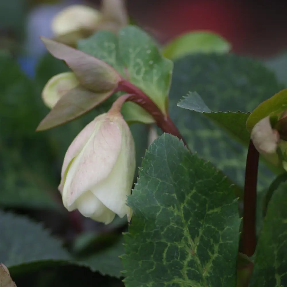 FrostKiss™ Molly’s White Lenten Rose Perennial