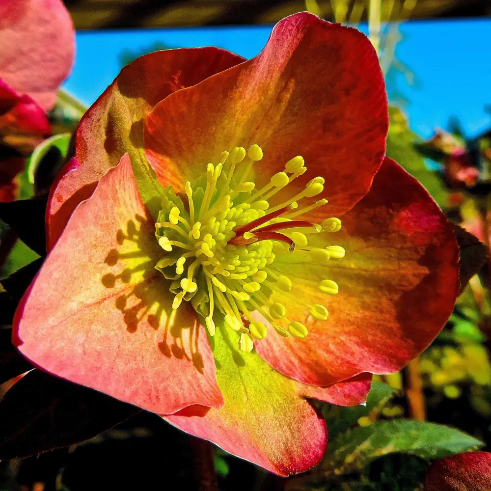 FrostKiss™ Penny’s Pink® Lenten Rose Perennial