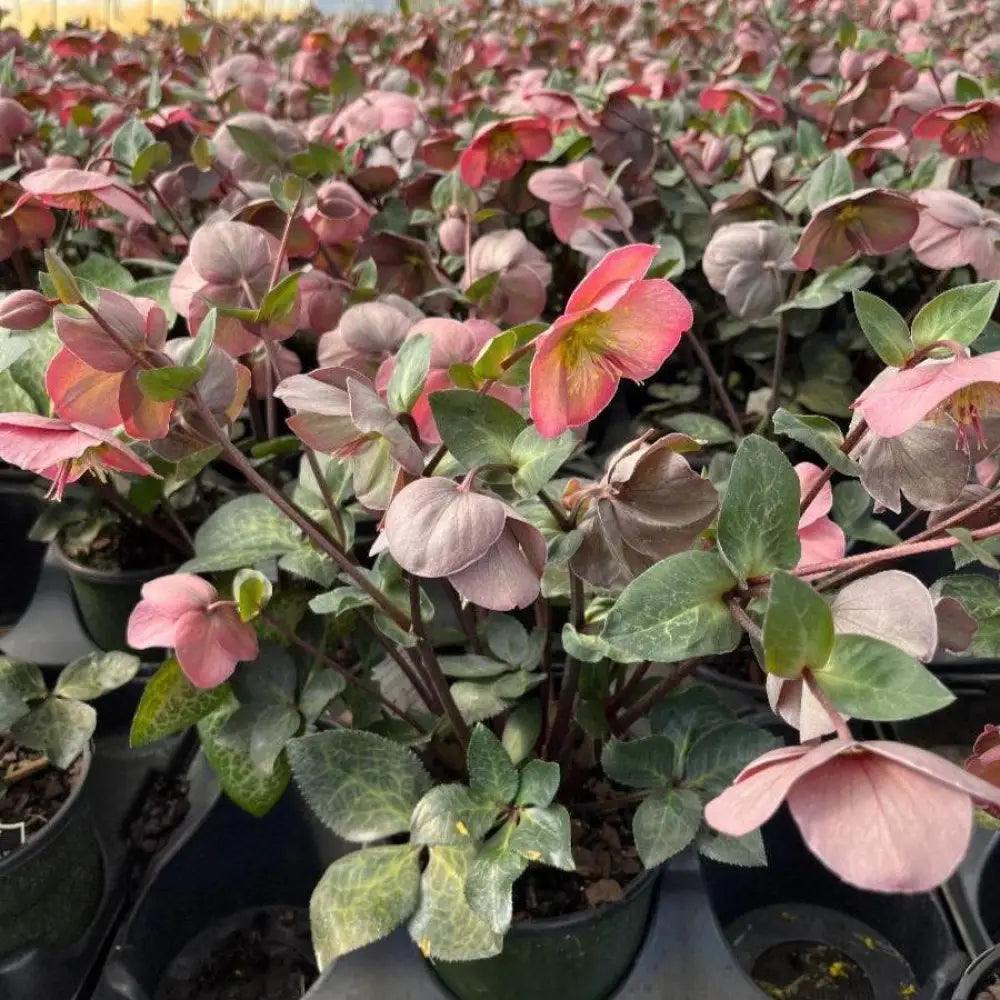 FrostKiss™ Penny’s Pink® Lenten Rose Perennial