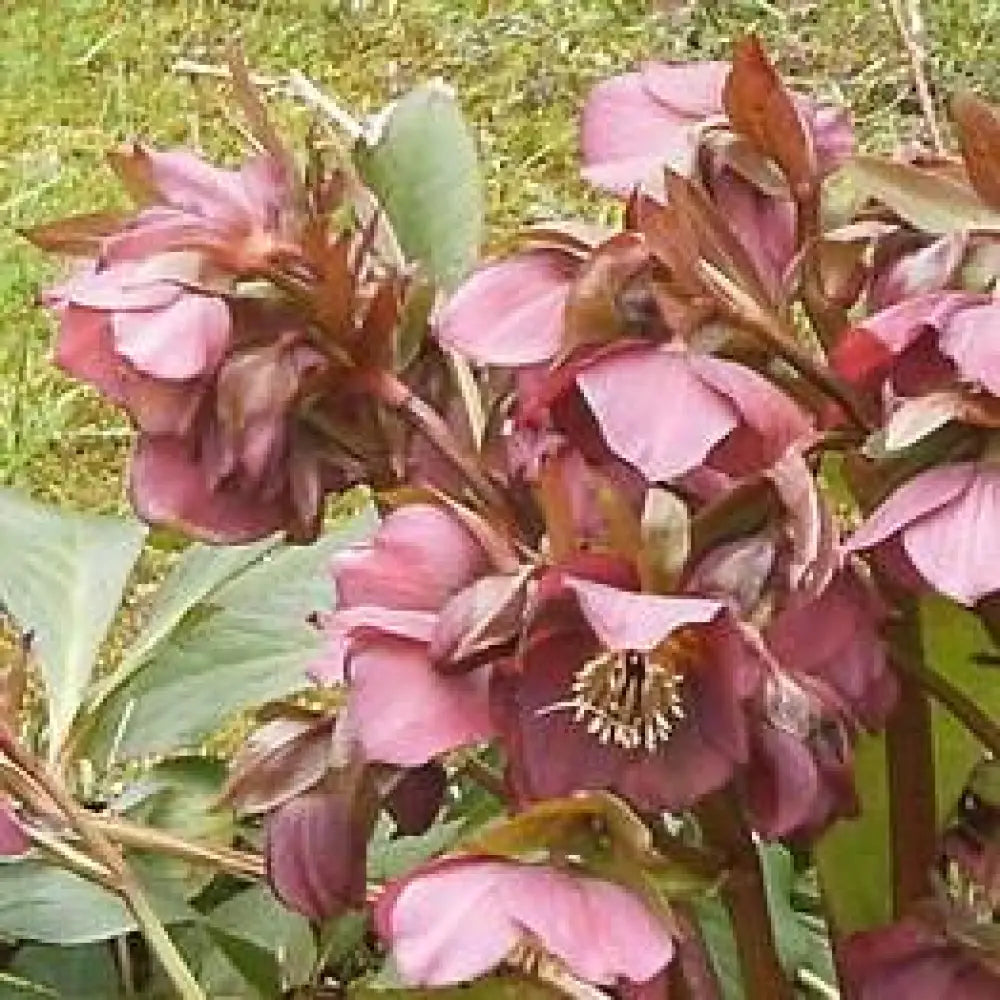 FrostKiss™ Penny’s Pink® Lenten Rose Perennial