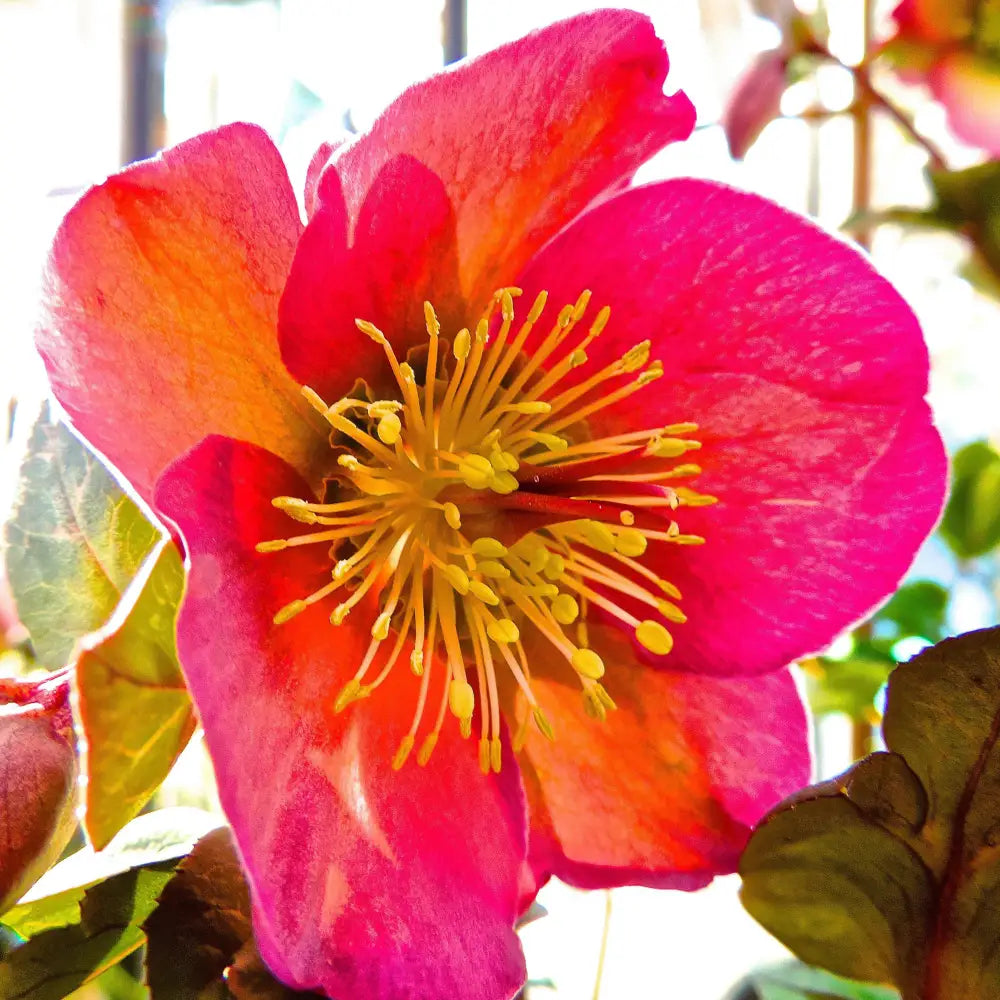 FrostKiss™ Penny’s Pink® Lenten Rose Perennial