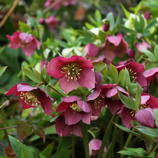 Frostkiss® Anna’s Red Lenten Rose Perennial