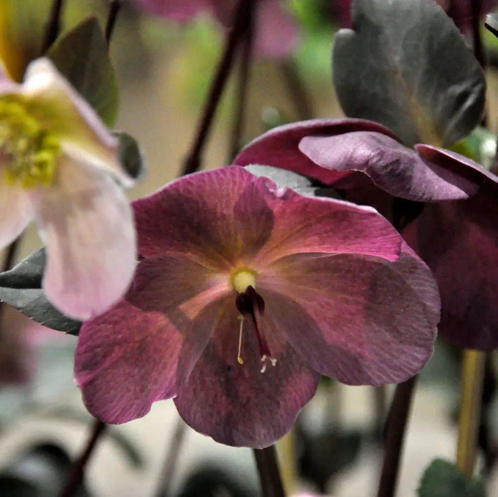 Frostkiss® Anna’s Red Lenten Rose Perennial