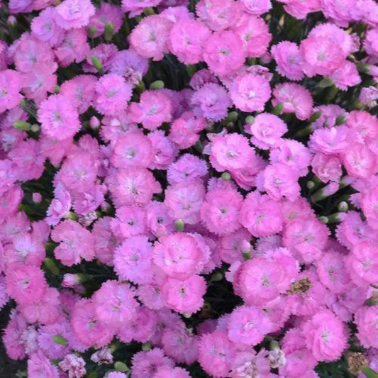 Fruit Punch® Sweetie Pie Dianthus 1 GALLON Perennial