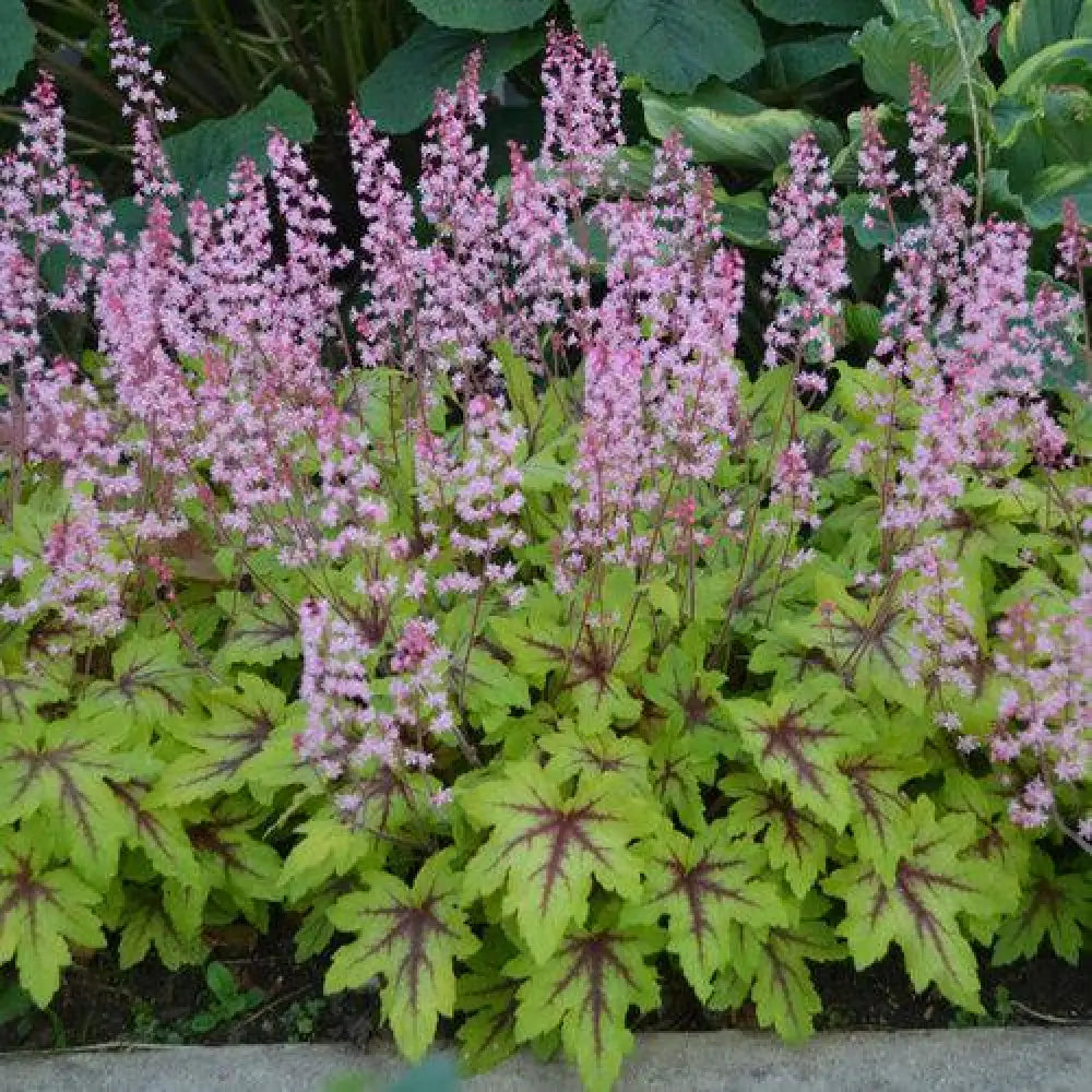 Fun and Games® Eye Spy Foamy Bells 1 GALLON Perennial