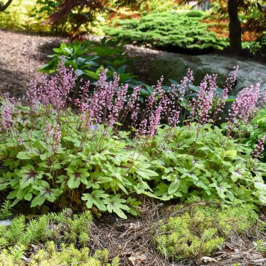 Fun and Games® Eye Spy Foamy Bells 1 GALLON Perennial