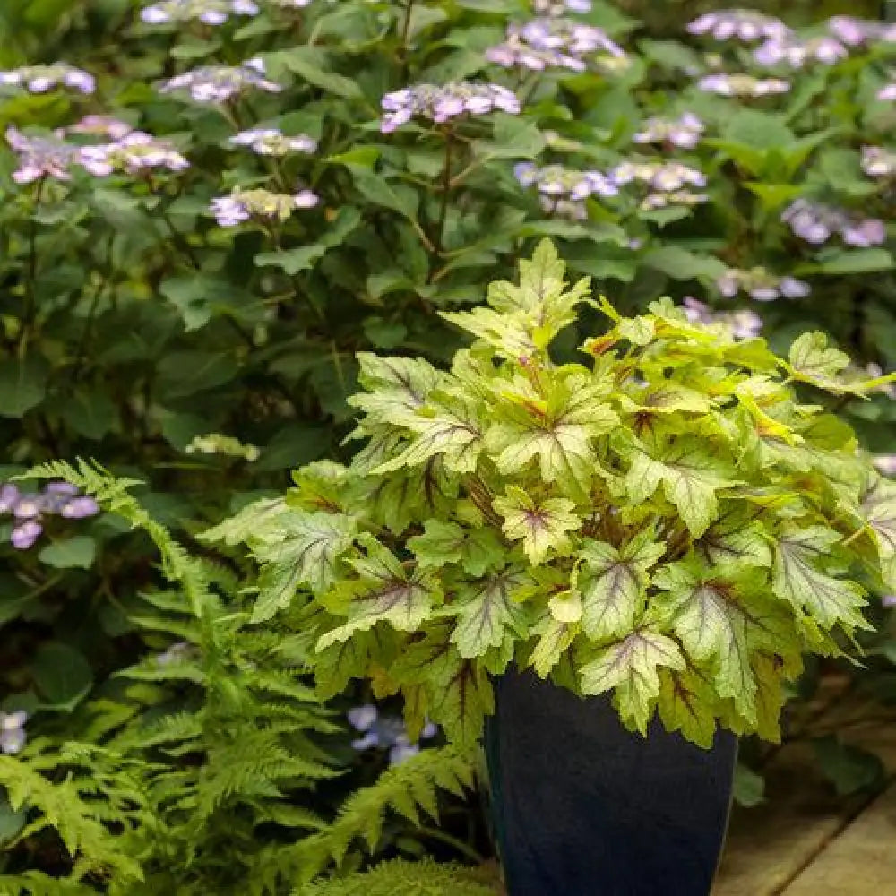 Fun and Games® Eye Spy Foamy Bells 1 GALLON Perennial