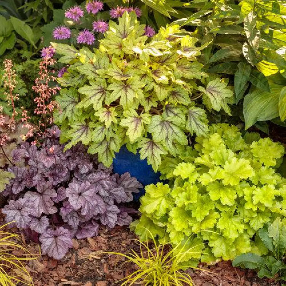 Fun and Games® Eye Spy Foamy Bells 1 GALLON Perennial
