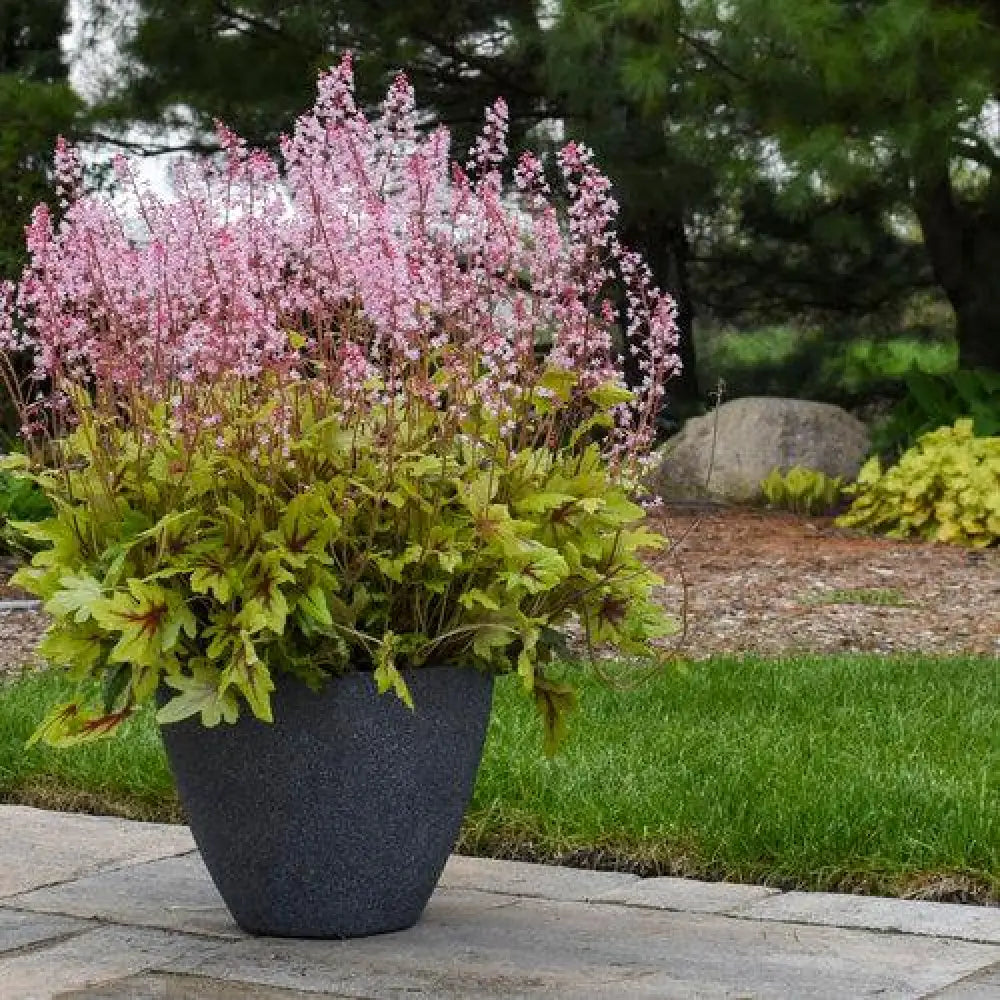 Fun and Games® Eye Spy Foamy Bells 1 GALLON Perennial