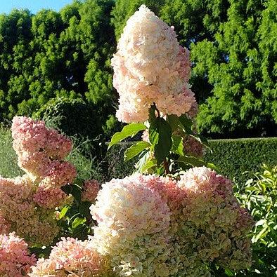 First Editions® Vanilla Strawberry™ Hydrangea