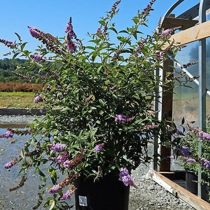 Buddleia 'Glass Slippers' PP27,832  - MONARCH® Glass Slippers Butterfly Bush