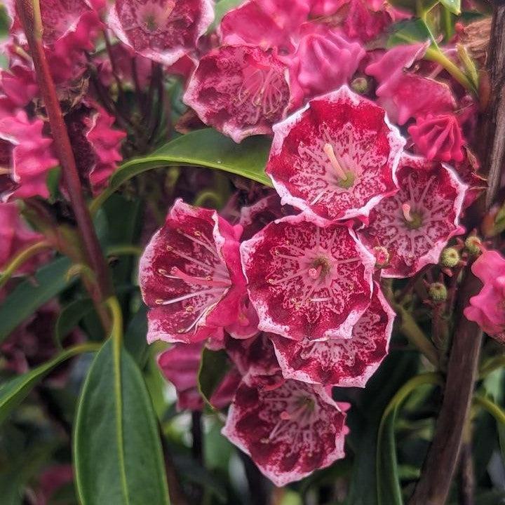 Kaleidoscope Mountain Laurel