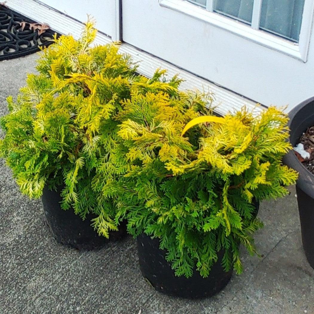 Golden Hinoki False Cypress