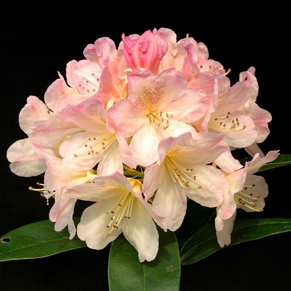 Percy Wiseman Rhododendron