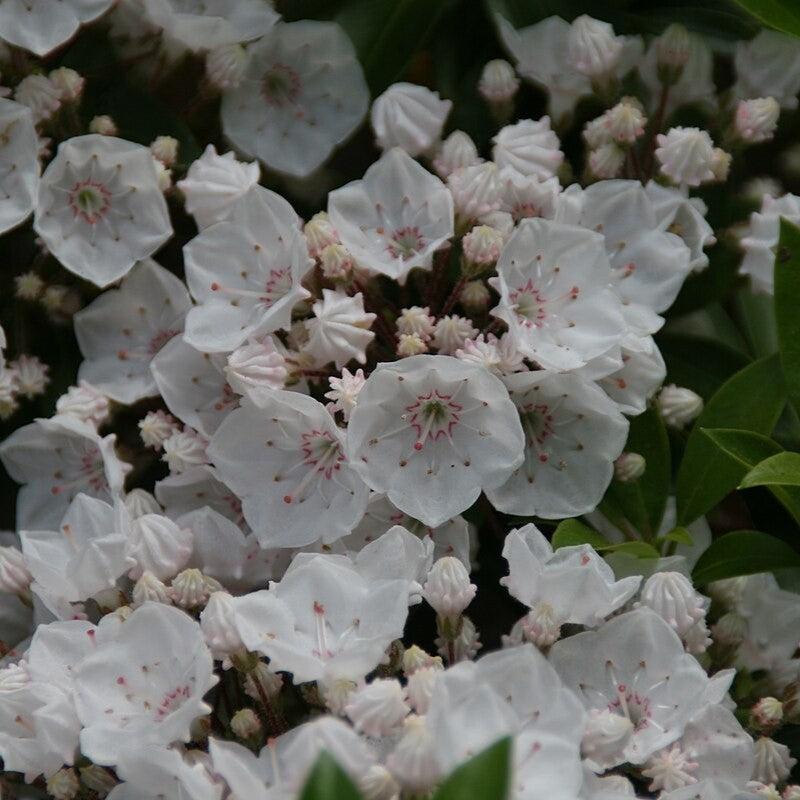 Elf Mountain Laurel