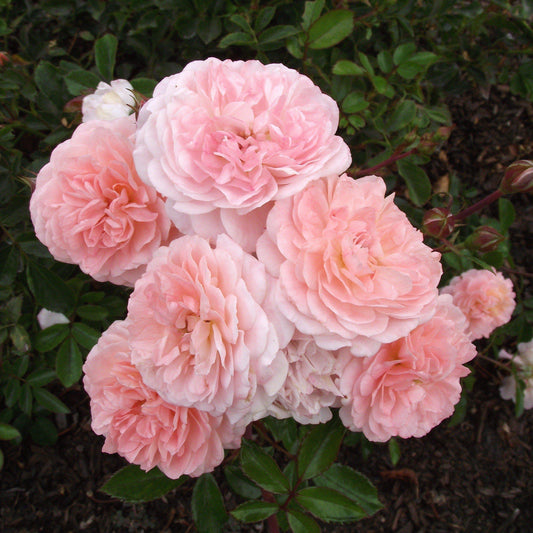 Apricot Drift® Rose
