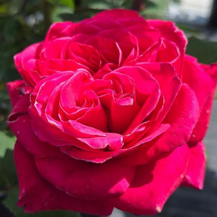 Rosa x 'Noa16079'  - Showpiece™ Lipstick Rose