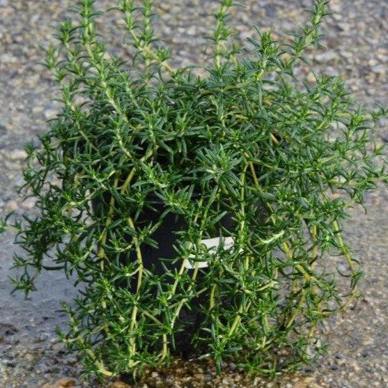 Rosmarinus officinalis 'Prostratus'  - Creeping Rosemary