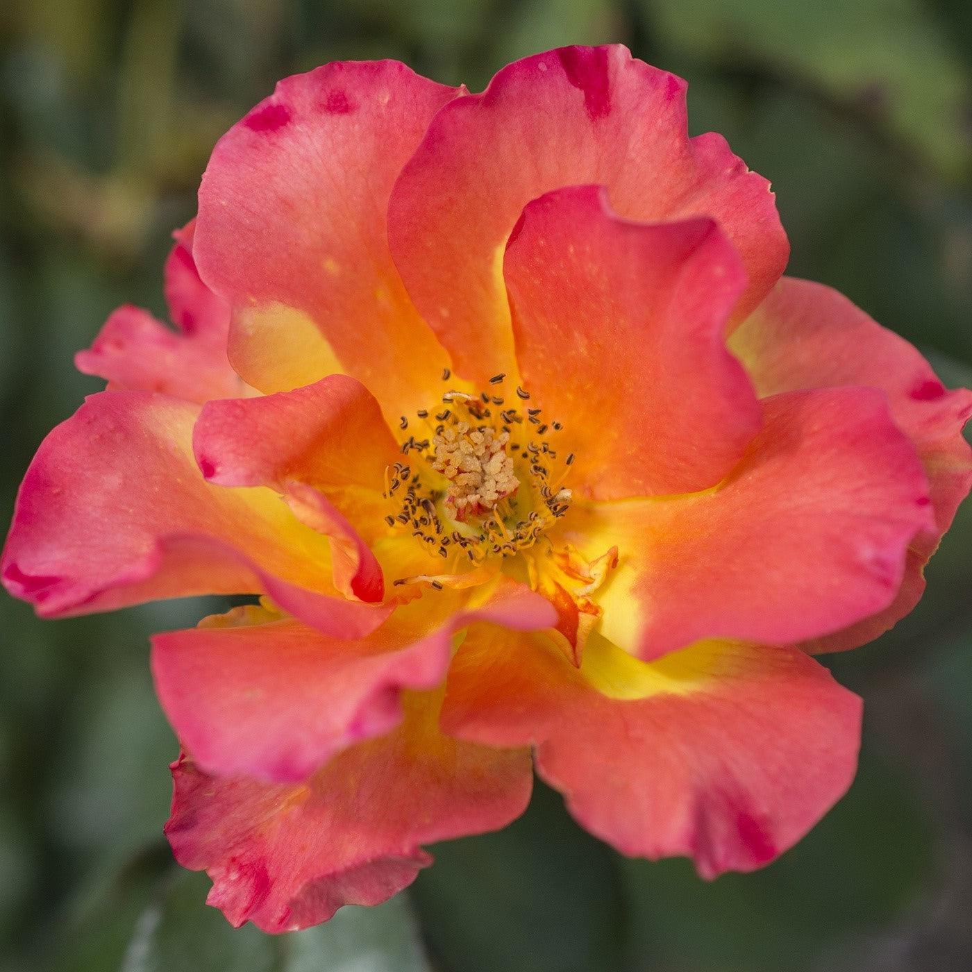 Sunset Horizon™ Rose