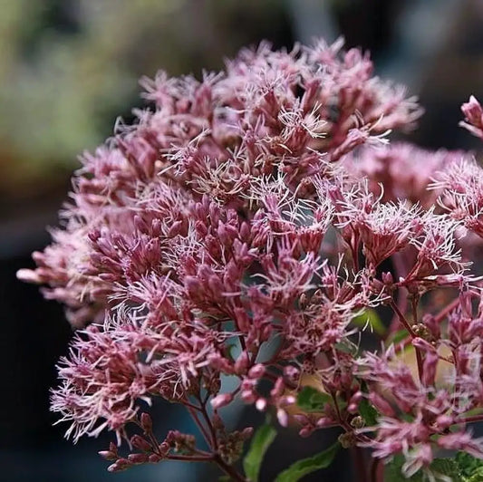 Gateway Joe Pye Weed 2 GALLON Perennial