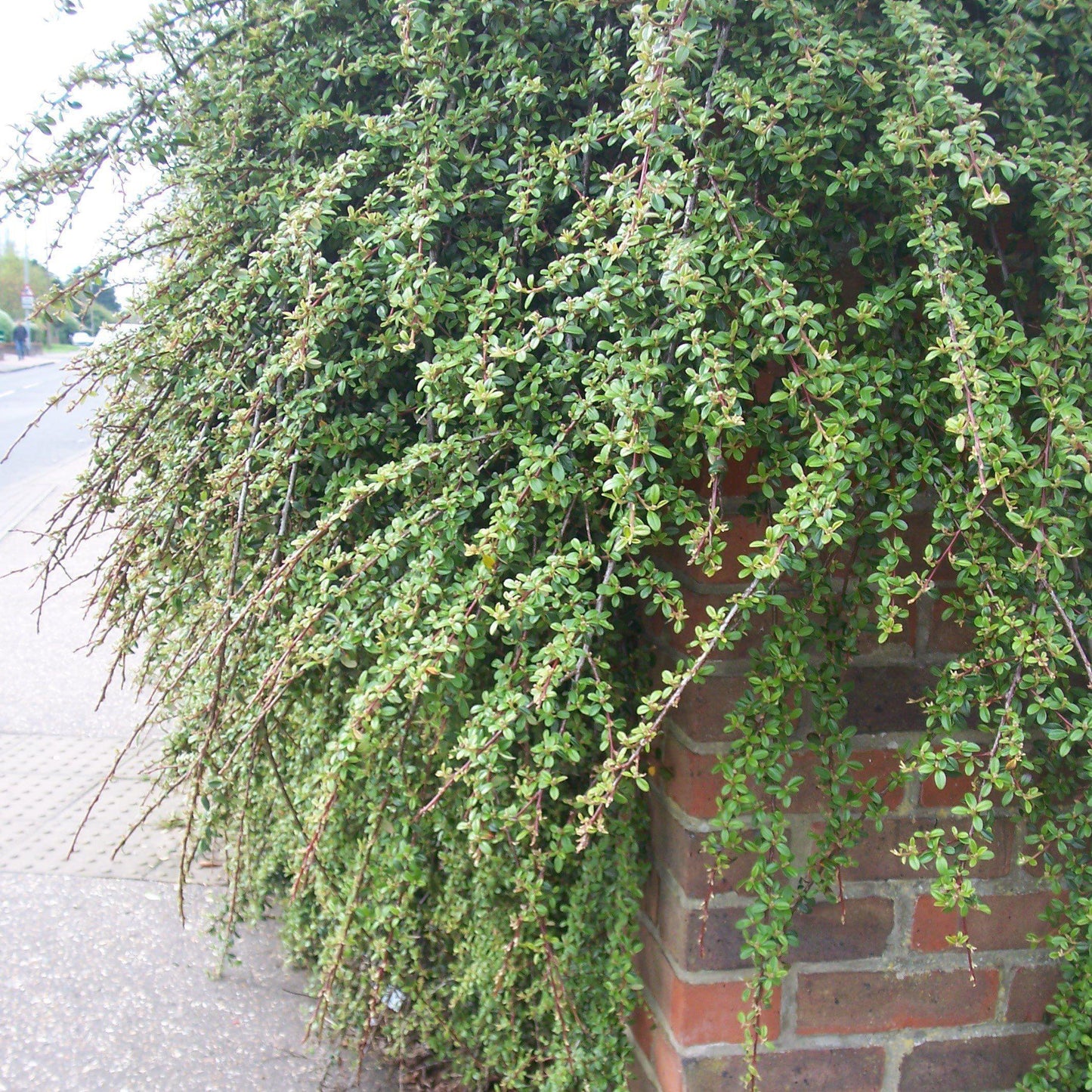 Coral Beauty Cotoneaster