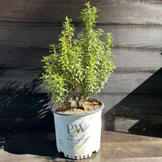 Gem Box® Inkberry Holly Shrub