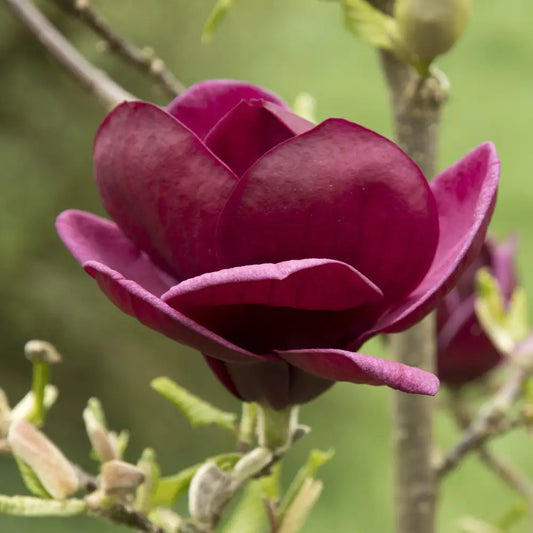 Genie Magnolia Tree