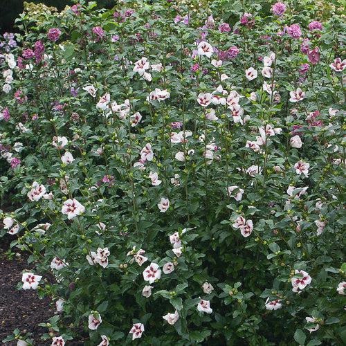 Lil' Kim® Hibiscus