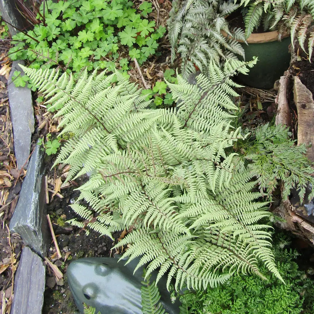 Ghost Fern 1 GALLON Fern
