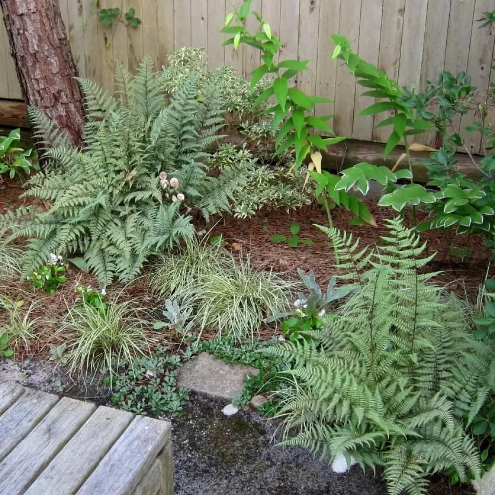Ghost Fern 1 GALLON Fern