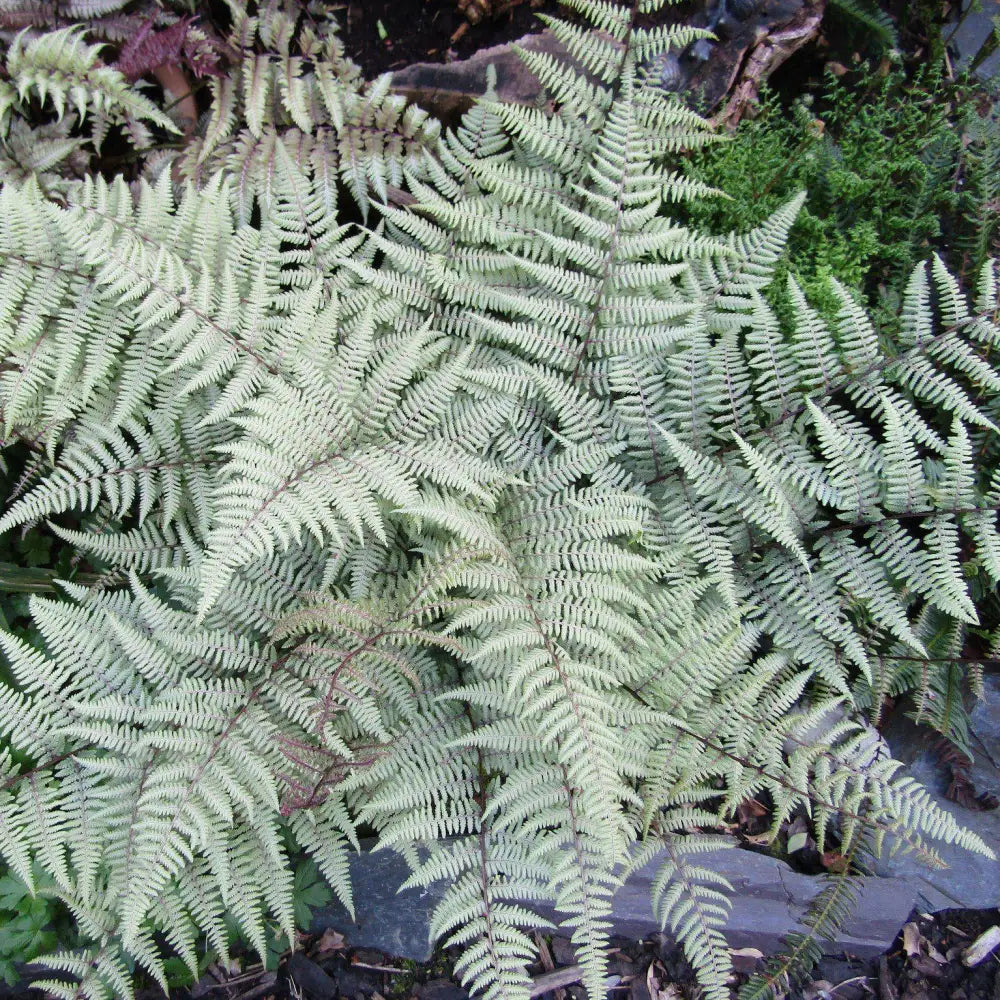 Ghost Fern 1 GALLON Fern