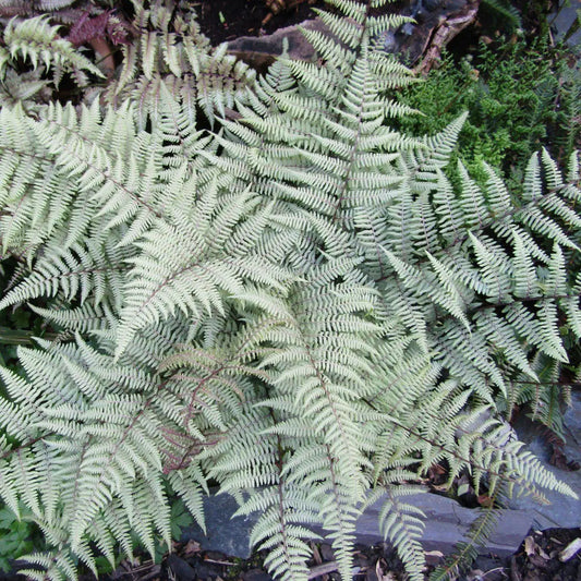 Ghost Fern 1 GALLON Fern